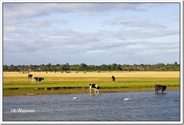 port meadow