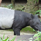 Malayan tapir