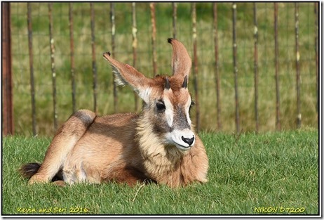 Chester Zoo - October