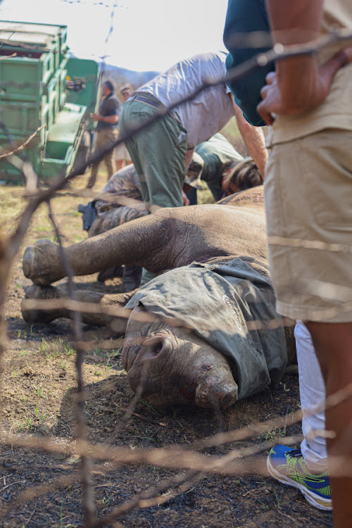 Conservation team members work rapidly on one of the sedated rhinos.