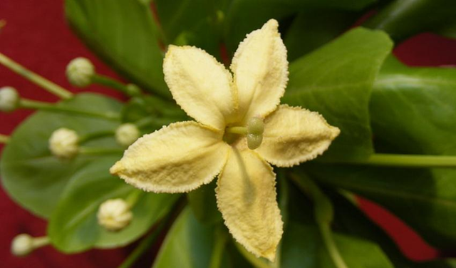 Alula (Brighamia insignis) has moved from Critically Endangered to Critically Endangered (Possibly Extinct in the Wild), and is one of 38 IUCN Red Listed species with less than five individuals remaining. The Alula has been so impacted by invasive species and landslides, that only one plant remained in the wild in 2014 and it has not been seen since. Photo: Roamina / IUCN