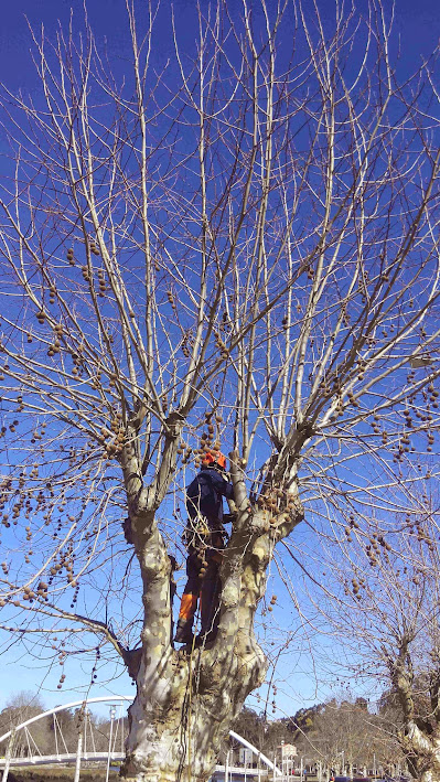 poda arboles arbogal