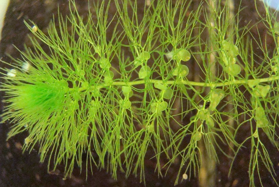 Пузырчатка обыкновенная (Utricularia vulgaris)