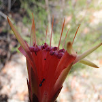 Lambertia formosa (Mountain Devil) in Spring (218564)