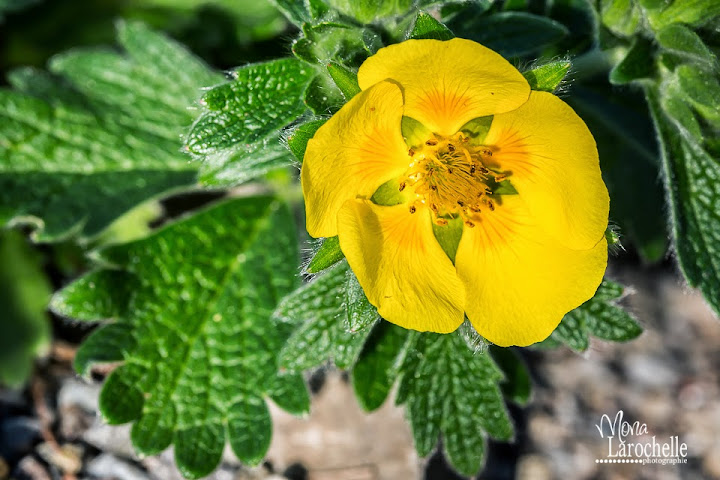 Potentilla megalantha Potentilla-megalantha-140531-190rm