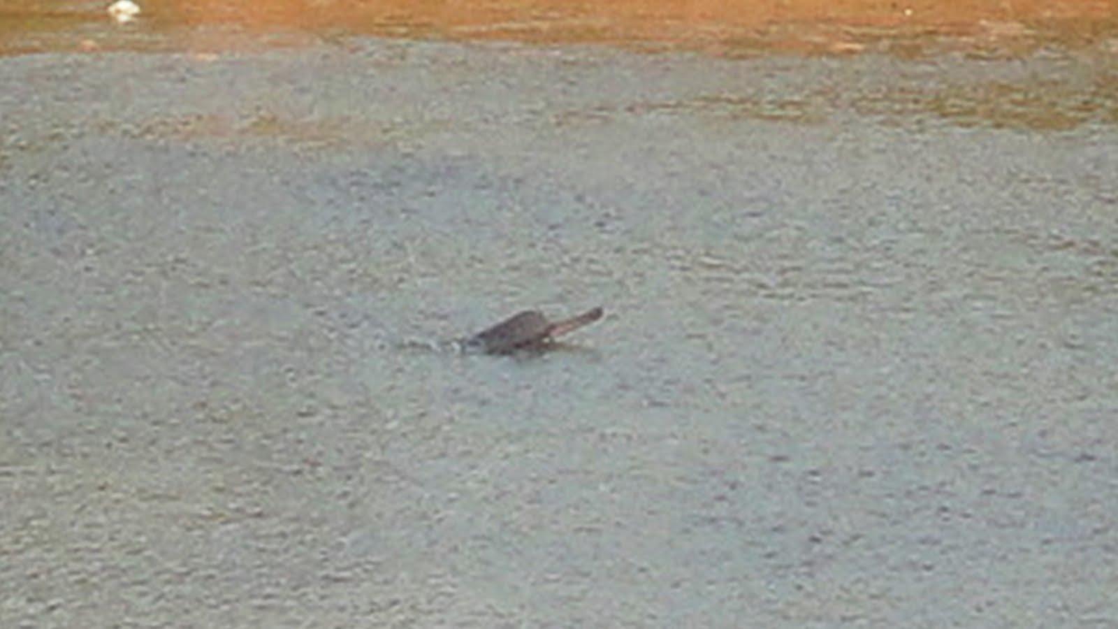 River Dolphins Of Kulsi In