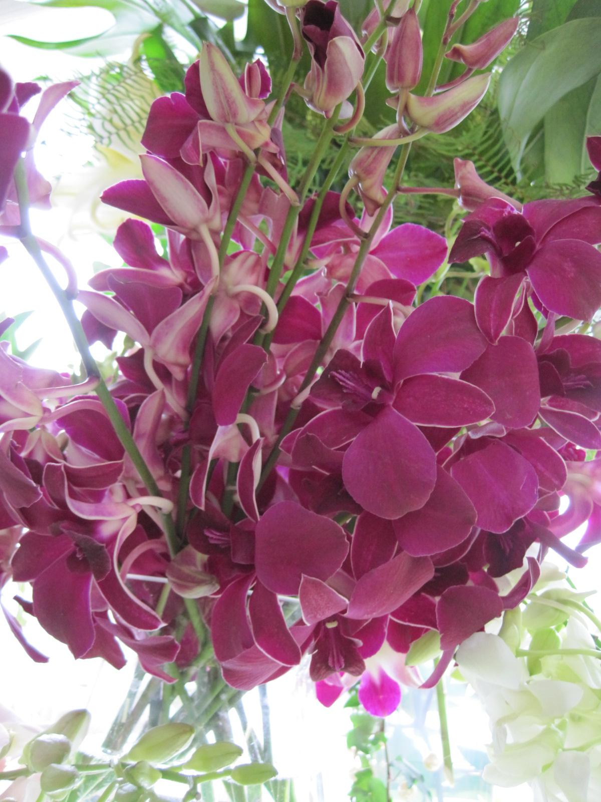 Dendrobium Orchids from