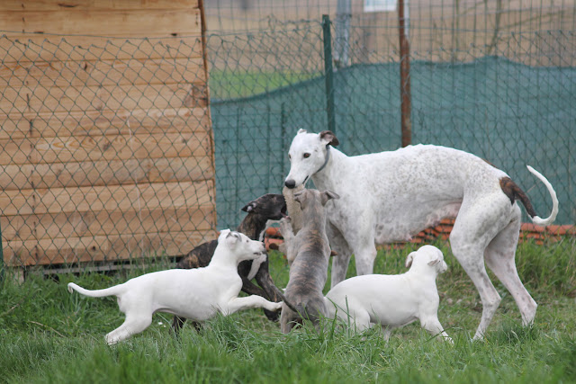 Les Greyhounds  - Page 3 IMG_9779%2Bcopie