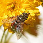 Tachinid Fly