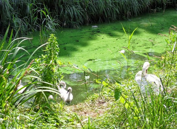  Sloterpark, la piazza d’acqua