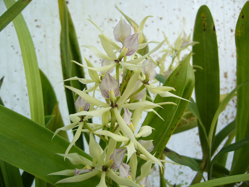 Prosthechea (Encyclia) fragrans x prismatocarpa P1080007