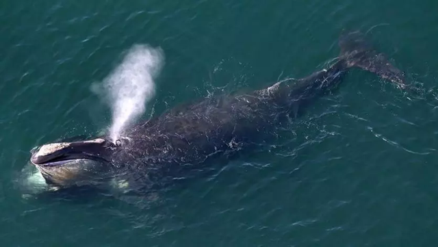 A right whale off the coast of Duxbury in 2015. Photo: David L. Ryan / Boston Globe