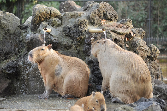 カピバラ温泉に入るカピバラの姿をしっかりと目に焼き付けよう 埼玉県こども動物自然公園へカピバラに会いに行く旅 その9 最終回 とくとみぶろぐ