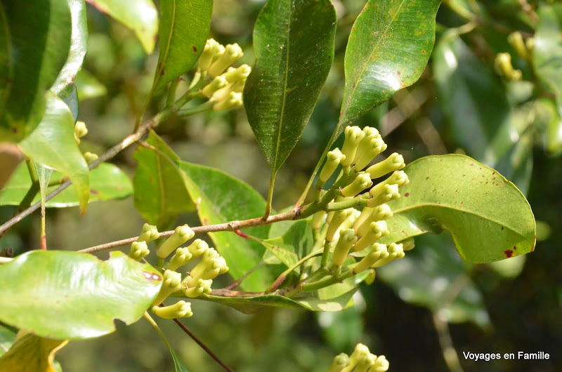 clove tree