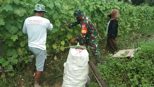 Babinsa Koramil Tenggarong  Kota Panen Gambas