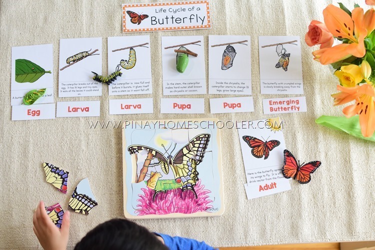 Butterfly Life Cycle Sequencing Cards and Posters