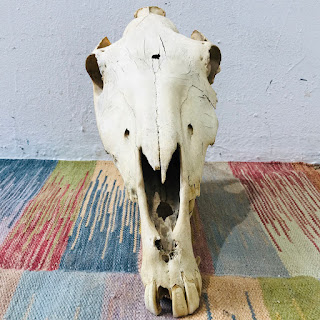 Horse Skull with Jawbone