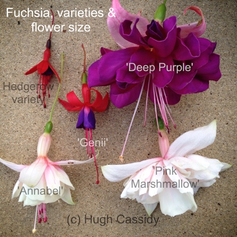 Fuchsia flower sizes