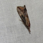 Green Cloverworm Moth