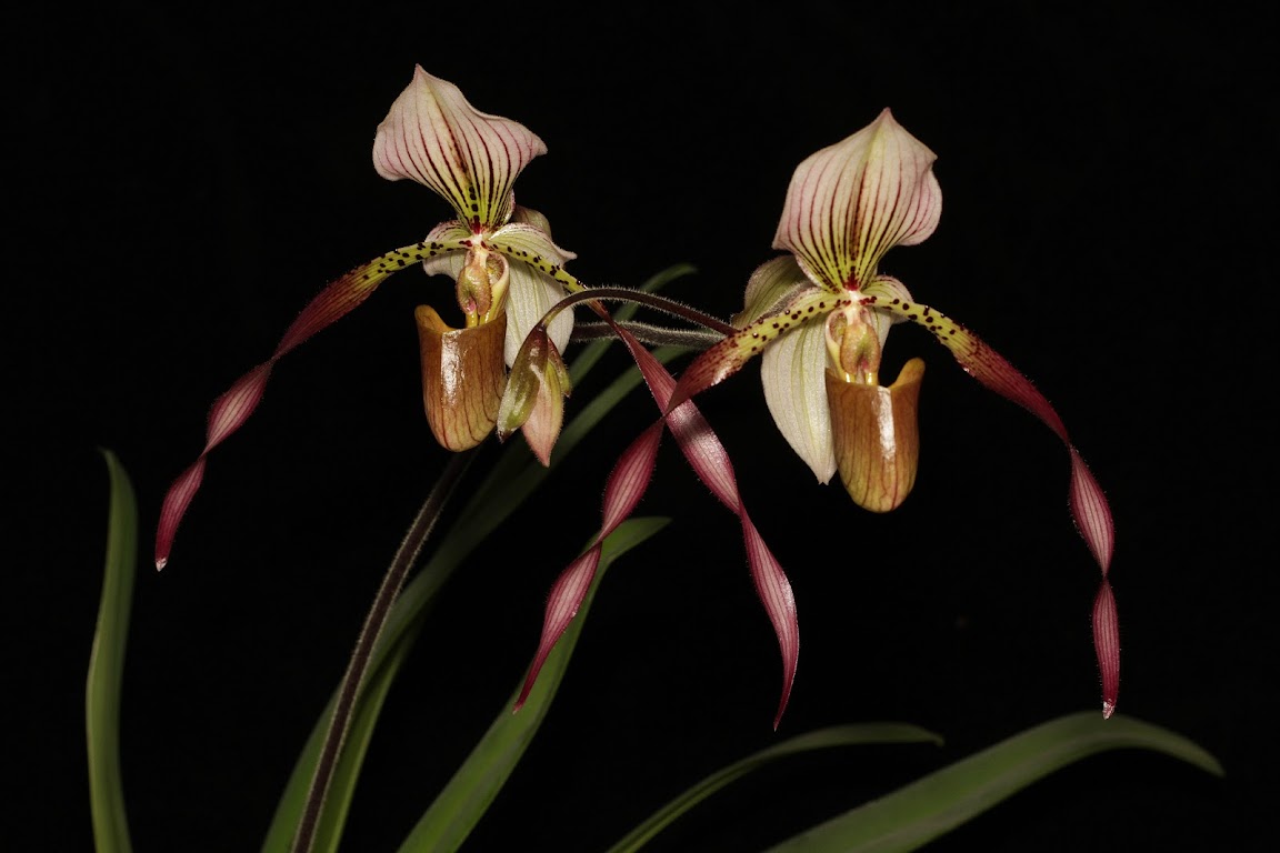 Paphiopedilum Berenice IMG_8969_v1