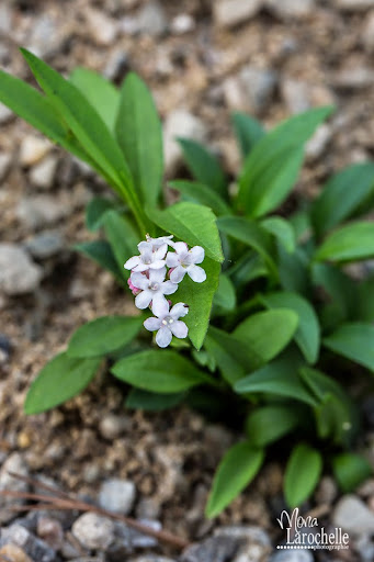 Valeriana sakhalin Valeriana-sakhalin-140514-13rm