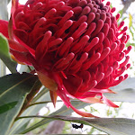 Telopea speciosissima (waratah) and ant (73443)