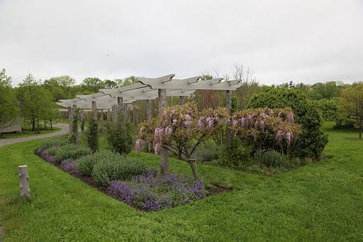 blooming near the pergola