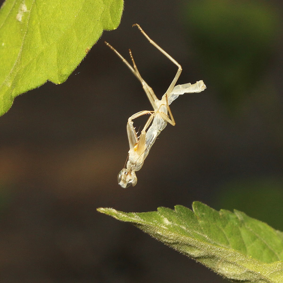 Giant Asian Mantis nymph