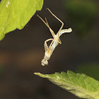 Giant Asian Mantis nymph