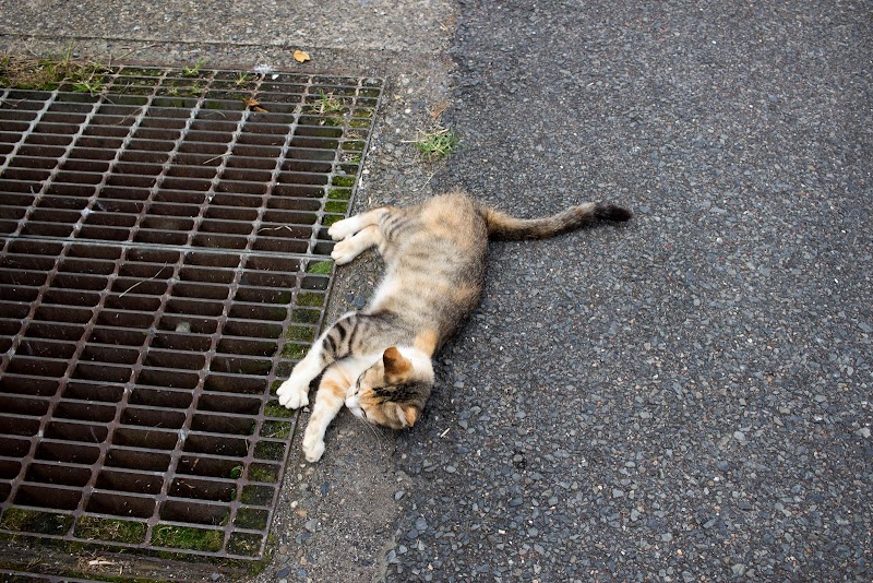 13:28 ねこ