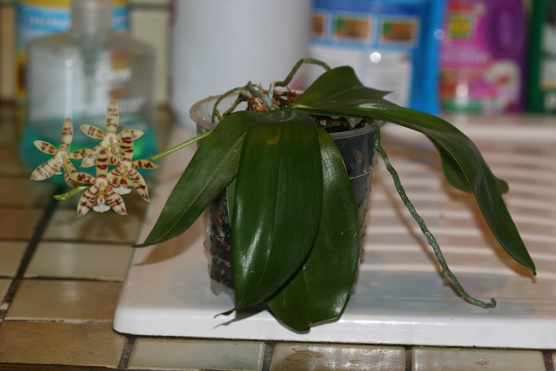 Phalaenopsis Rosie Clouse (Phal. gigantea x Phal. mannii dark) IMG_2550