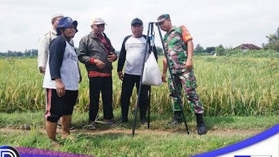 Bersama KUPT Pertanian Babinsa Blumbang Bantu Pengubinan