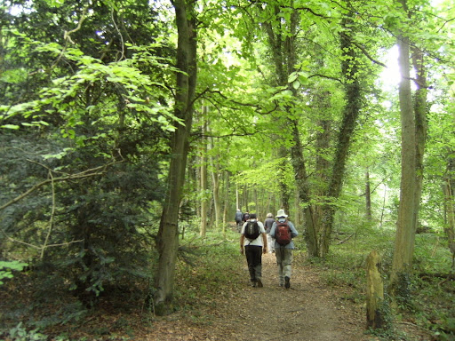 DSCF9328 Through Great Wood