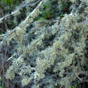 Beard Lichen