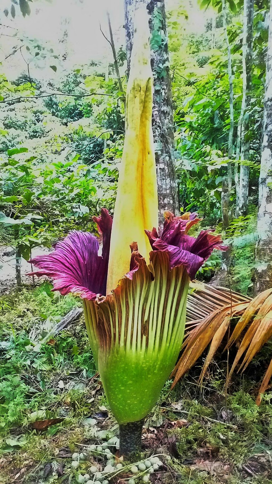 Bunga bangkai raksasa hidup di hutan