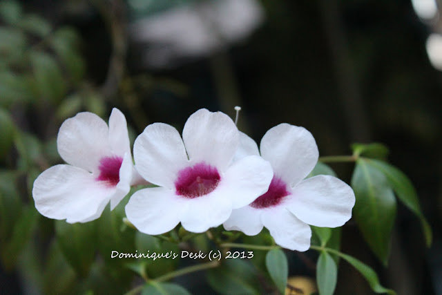 White blooms