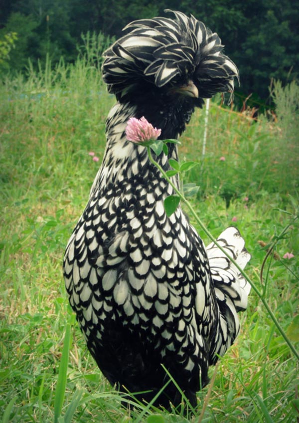 14 Most Beautiful Birds of the World - Silver Polish Chicken