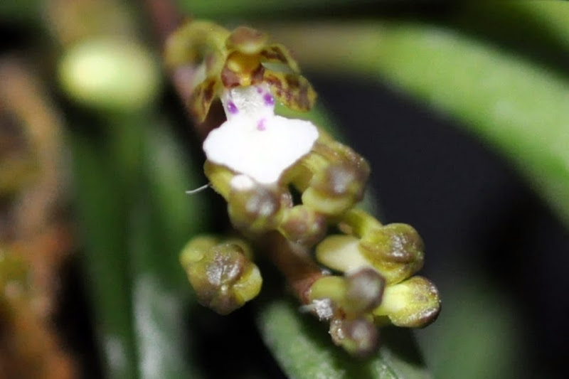 Tricoglottis triflora [Mise à jour photos] CSC_0025