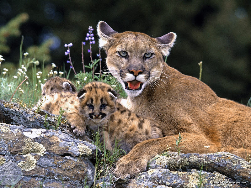 Mountain%252520Lion%252520With%252520Cub.jpg