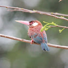 White Eared Jacamar