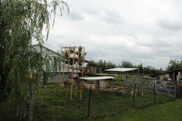 Goats at Lapacek's Orchard