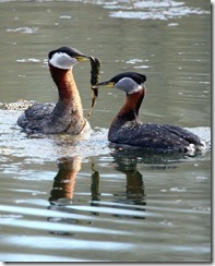 bayoffundy.ca-SEABIRDS 40 Good reasons to protect the Bay of Fundy.pdf - Adobe Acrobat Professio