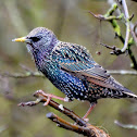 European Starling