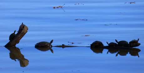 Arkansas River Turtles