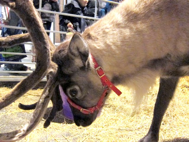 Reindeer at the Hampstead Christmas Festival in London