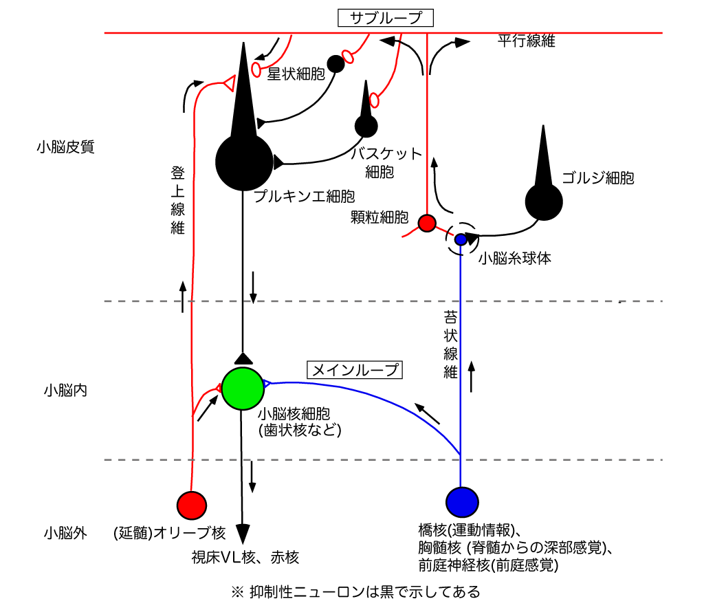 2013-h27-basic-neuronal-circuit-of-the-cerebellum.gif