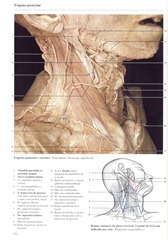 172 Tr_gono Posterior