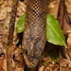 Brown Kukri Snake