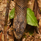 Brown Kukri Snake