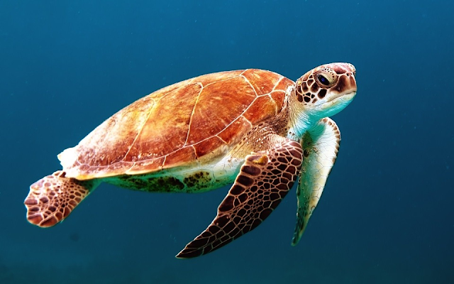 Sea turtle swimming